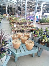 They prefer a temperate climate, and a sunny spot with a northern or eastern aspect. Growing Magnolia Trees In Containers Container Plants And Gardening