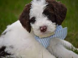 Springerdoodle And Mini Springerdoodle Pups For Sale Reasonable Adoption Fees Aka Sproodles Springerdoodle Sproodle Puppies Mixed Breed Puppies