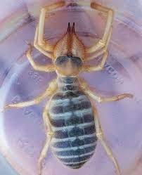 Camel spider bite pictures, how to identify? This Is The Real Camel Spider Solifugidae 4 Long And It S Harmless Spiders