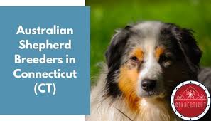 Check spelling or type a new query. 4 Australian Shepherd Breeders In Connecticut Ct Australian Shepherd Puppies For Sale Animalfate