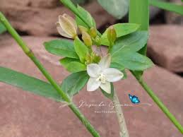 Image result for Glinus oppositifolius