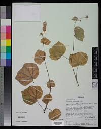 Image result for Begonia princeae