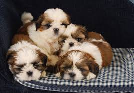 Check spelling or type a new query. How To Stop A Shih Tzu Puppy From Biting Shihtzuandyou Com