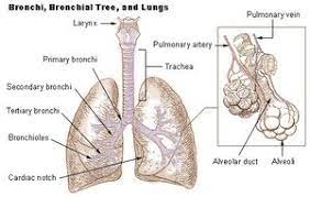 The lung parenchyma the secondary pulmonary lobule. Lung Anatomy Physiopedia