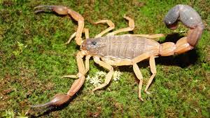 Three new “club-tailed” scorpions join the tree of life - California  Academy of Sciences