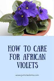 The Burst Of Color From African Violet Flowers Can Really Brighten Up Your Home And Perk Up Your Spi African Violets African Violets Plants African Violet Care