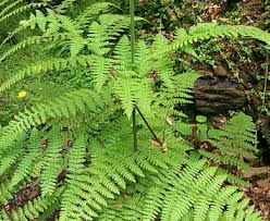 Image result for Hypolepis