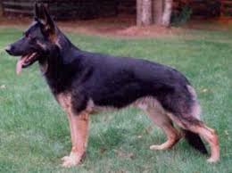 The German Shepherd Dog German Shepherd Guide