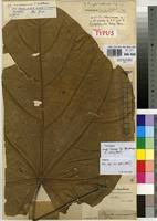 Image result for Pterygota mildbraedii