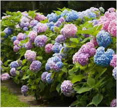 We did not find results for: Caring For Endless Summer Hydrangea