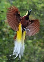 Black Bird With Red Neck The Male Is A Red Black Bird Of Paradise With A Yellow Mantle On Its Neck Light Green Mouth Rich Greater Bird Of Paradise Beautiful Birds Birds Of Paradise