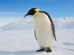 (computing) the tux penguin, the mascot of linux. Penguin History And Some Interesting Facts