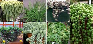 This trailing variety of crassula makes a great choice for colorful hanging baskets. 7 Popular Hanging Succulent Plants World Of Succulents