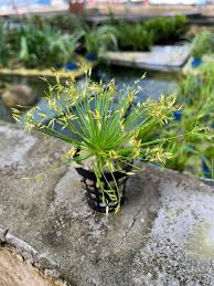 Image result for Cyperus haspan