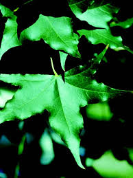 The fire dragon shantung maple is a deciduous tree for full sun. Plant Preview Fire Dragon Shantung Maple Flames Red