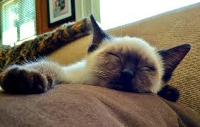 How to knoe what killded my kitten. 11 Tips To Keep Your Indoor Cat Happy The National Wildlife Federation Blog The National Wildlife Federation Blog