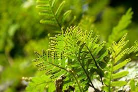 Image result for Pleopeltis