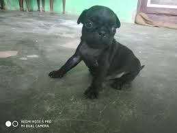 The cheapest offer starts at £800. Black Pug Puppies Available For The Pets Paradise Jammu Facebook
