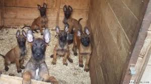 Belçika kurdu, i̇lk olarak bir çoban köpeği olarak üretilmeye ve yetiştirilmeye başlanmıştır. Belcika Kurdu Fiyatlari Ikinci El Sifir Kiralik Ilanlar