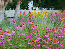 Bright, colorful florals fit for the spring season. Lady Bird Johnson Wildflower Center The Botanic Garden Of Texas