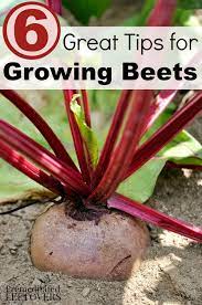 Check spelling or type a new query. 6 Great Tips For Growing Beets