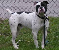 New and used items, cars, real estate, jobs, services, vacation rentals and more virtually rehoming my alpha female olde english bulldog. Olde English Bulldogge Breed Information Characteristics Heath Problems Dogzone Com