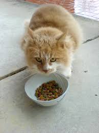 Homemade cat food used to scare me. Cat Food Wikipedia