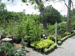 Information on durham road garden centre as contacts, web site, email, phone, ((01642) 605054), opening hours, address (durham road) and images. New Community Focused Plant Nursery Opening September 26th Best Of The Bull