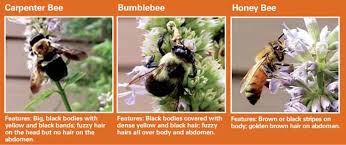 Bumbles can sting more than once, however, their sting lacks barbs and a stinger is not left behind. What Are The Big Fuzzy Bees Called