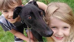 Greyhound Homing UK