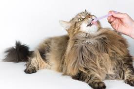 Due to rising healthcare costs, severe side effects, and drug resistance, complementary and alternative medicines. Pet Dental Care Blue Ravine Animal Hospital