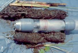 Image result for Pycreus nitidus