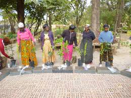 Image result for Physostigma mesoponticum