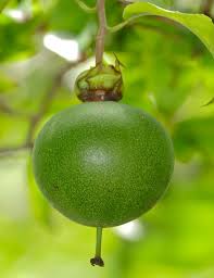 Image result for Oncoba