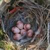 Cactus wrens build nests that are the size and shape of a football with an opening at one end. Https Encrypted Tbn0 Gstatic Com Images Q Tbn And9gcsydd9uuvbzfh3xckvgax0mddw61rhnzsq9tulrtzae5bq6ti7f Usqp Cau