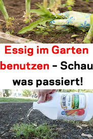 Essig Im Garten Benutzen Schau Was Passiert In 2020 Ameisen Im Garten Garten Essig