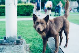 How To Survive A Dog Attack In 2020 Puppy Training Dogs Dog Attack