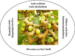 Image result for Hovenia