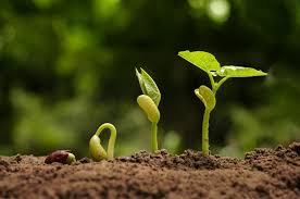 In the winter, when the plants go into dormancy (and sometimes die back completely), provide. Taking The Brakes Off Plant Production Not So Good After All Science Research News Frontiers