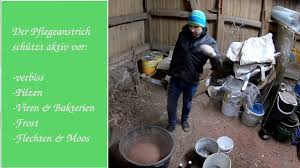 Spätherbst und februar) und tragen sie so zur gesunderhaltung ihrer. Schutzanstrich Fur Obstbaume Selber Herstellen Youtube