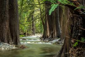 Resultado de imagen de bosque cuidado
