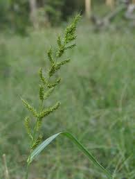 Image result for Echinochloa