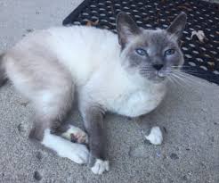 She can be trained to walk on a lead. Indianapolis In Sweet Snowshoe Siamese Cat Urgently Needs Only Pet Adults Only Home