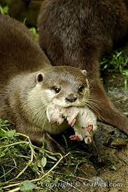 Pros And Cons Genetically Modified Gm Corn And Soybeans Otters Cute Otters Cute Baby Animals