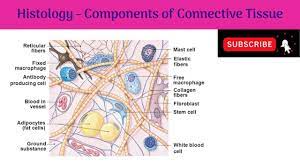 Components Of Connective Tissue Fibers Cells Ground Substance Or I Collagen Fibers Tissue Cell