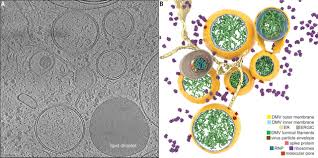 This supports the cell and stops it bursting when it gains water by osmosis. A Molecular Pore Spans The Double Membrane Of The Coronavirus Replication Organelle Science