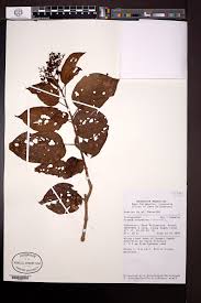 Image result for Premna velutina