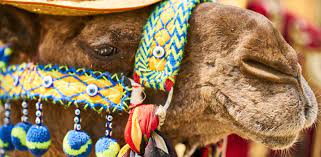 A sharp sales pro who knows the long game is where the real winners succeed doesn't take a no as an answer but instead gets the camel's nose under the tent and takes second supplier status at first. The Nose Of The Camel John 13 20 Three Minute Bible
