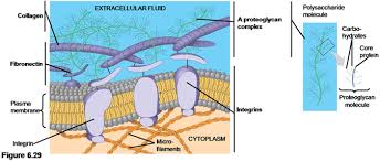The cell envelope encases the cytoplasm and all its components. Download Animal Cells Lack Cell Walls Are Covered By An Elaborate Extracellular Matrix Of A Cell Png Image With No Background Pngkey Com
