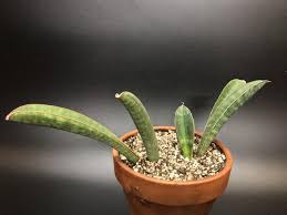 Image result for Sansevieria hallii